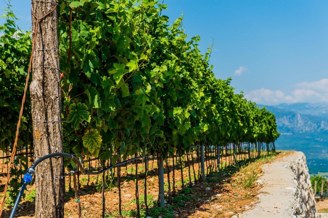 Eco Winery Lipovac Apartments Cetinje Extérieur photo